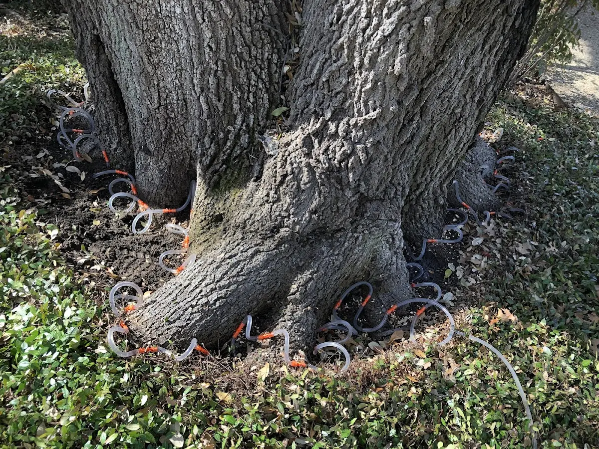Detailed Tree Cabling and Bracing job site in Pascoag