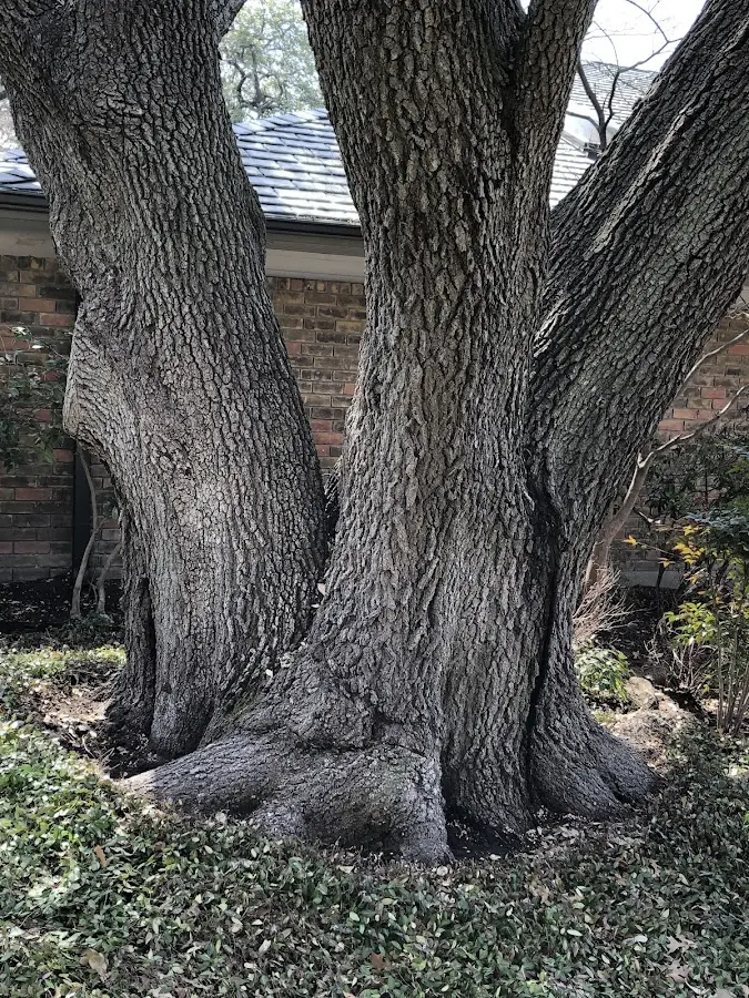 Mature heritage tree close to a Pascoag property cared for by certified arborists